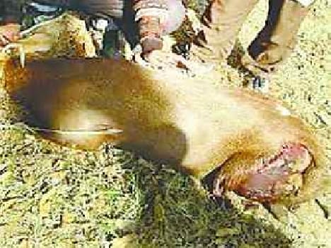 Vehicle collision killed the deer